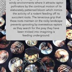 Svaha Apparel Augmented Reality: Reforestation Of The Imagination Ada Dress Shop By Interest