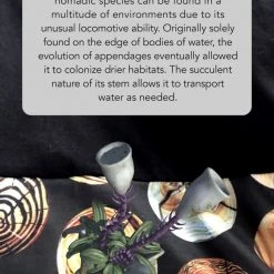 Svaha Apparel Augmented Reality: Reforestation Of The Imagination Ada Dress Shop By Interest